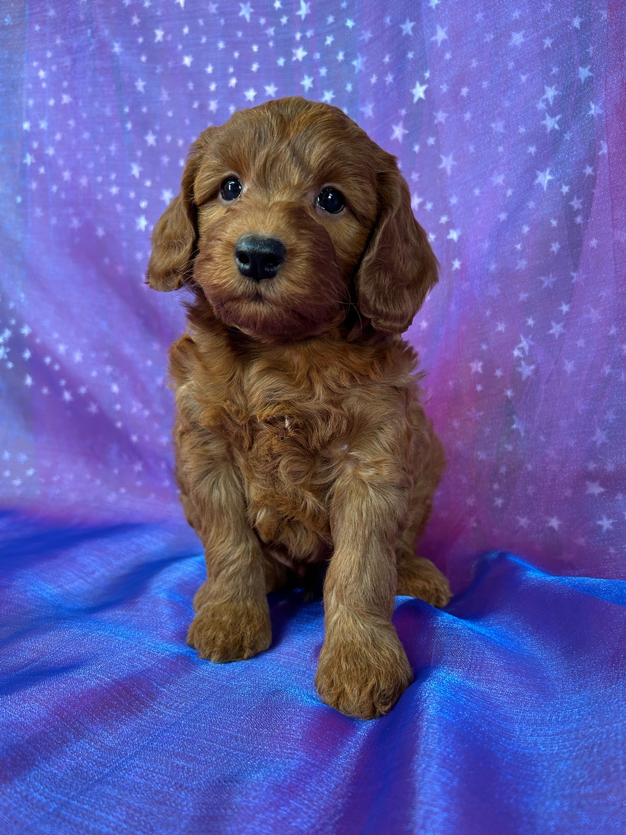 Male Mini Goldendoodle Puppy for Sale DOB 4-15-2025 $1200